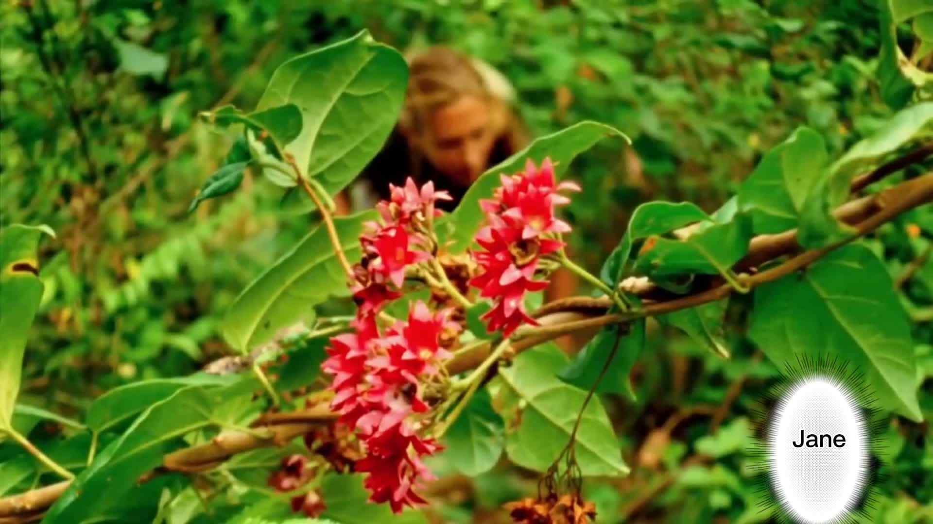 Jane Goodall-A British primatologist,ethologist,anthropologist