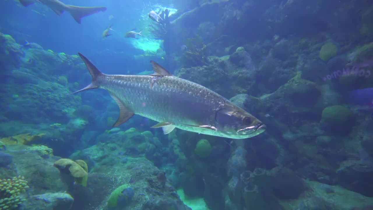 The Florida Aquarium 佛罗里达水族馆