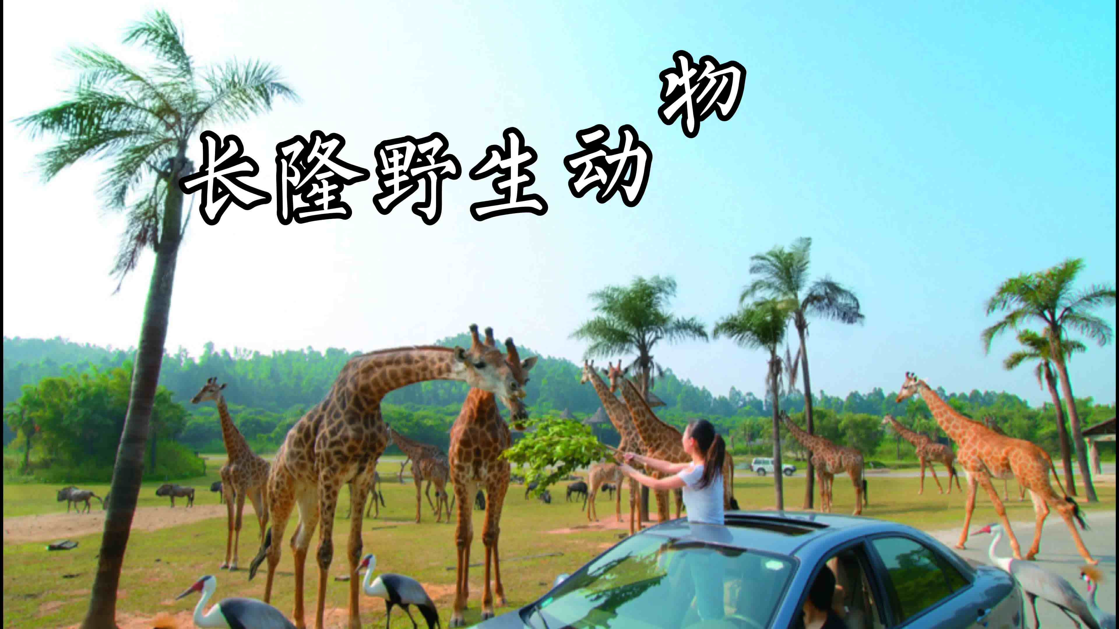 长隆野生动物世界