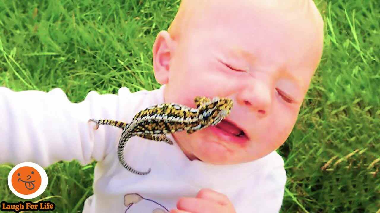 Funniest Moments Baby Meet Animals 宝宝看动物