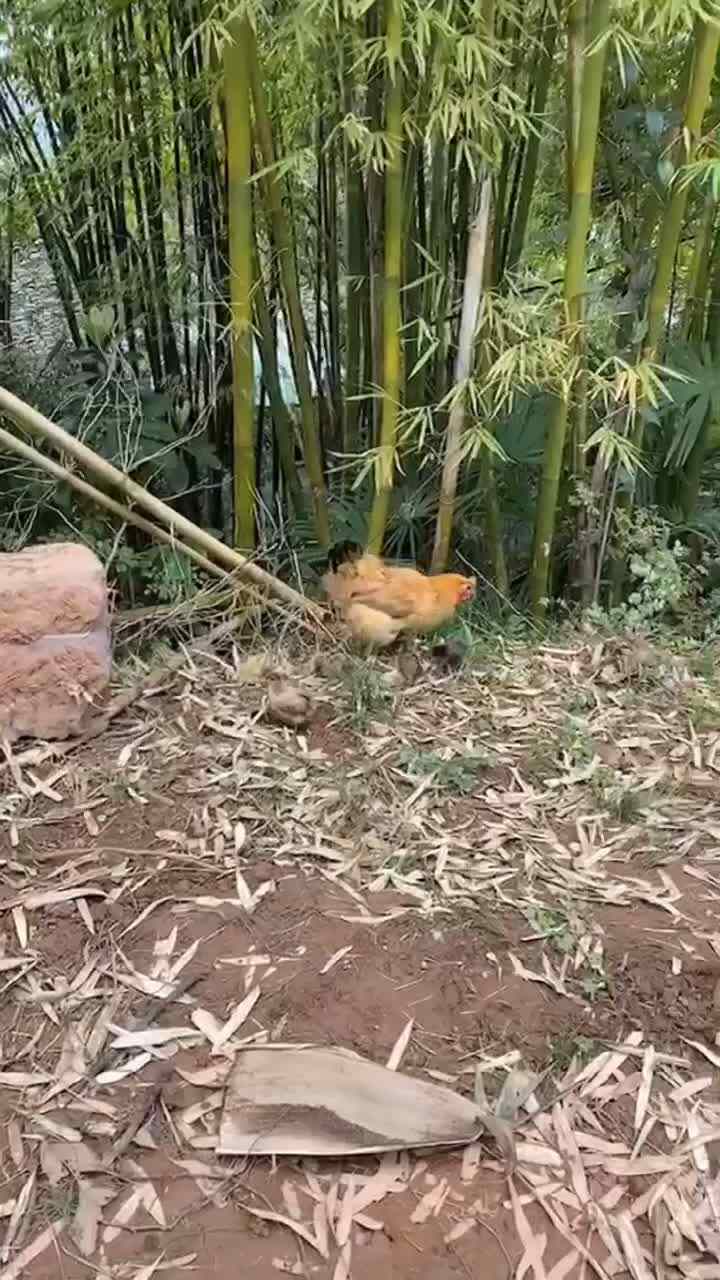 守株待兔