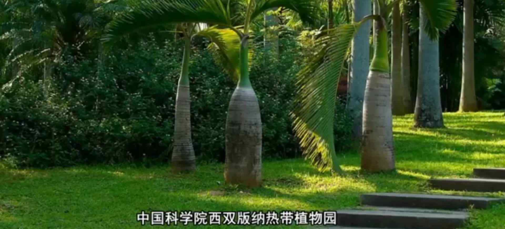 西双版纳热带植物园
