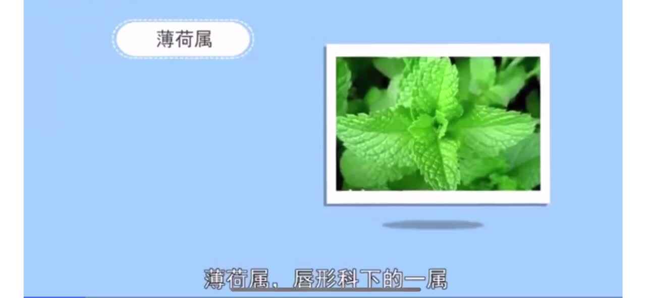 植物知多少-薄荷属