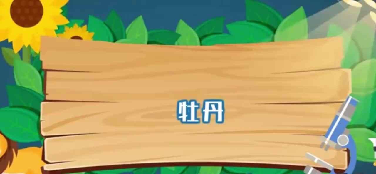 植物知多少-牡丹