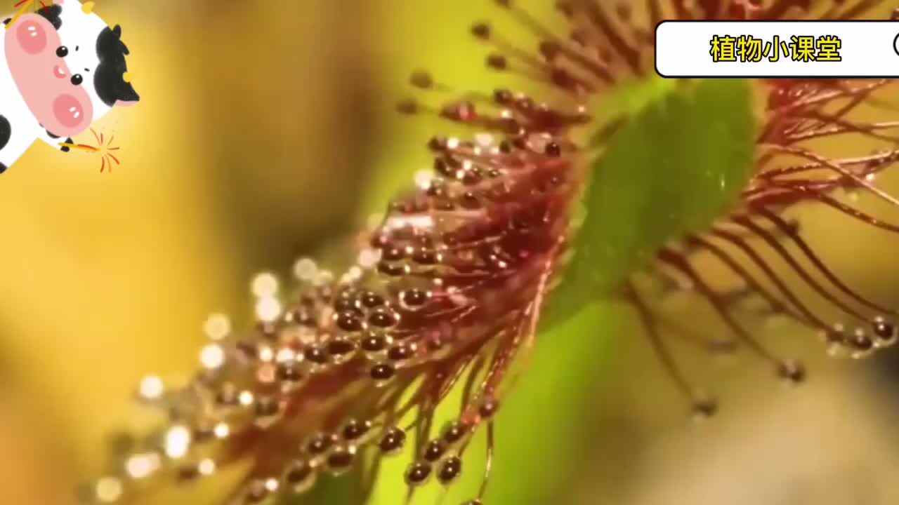 植物知多少-捕蝇草