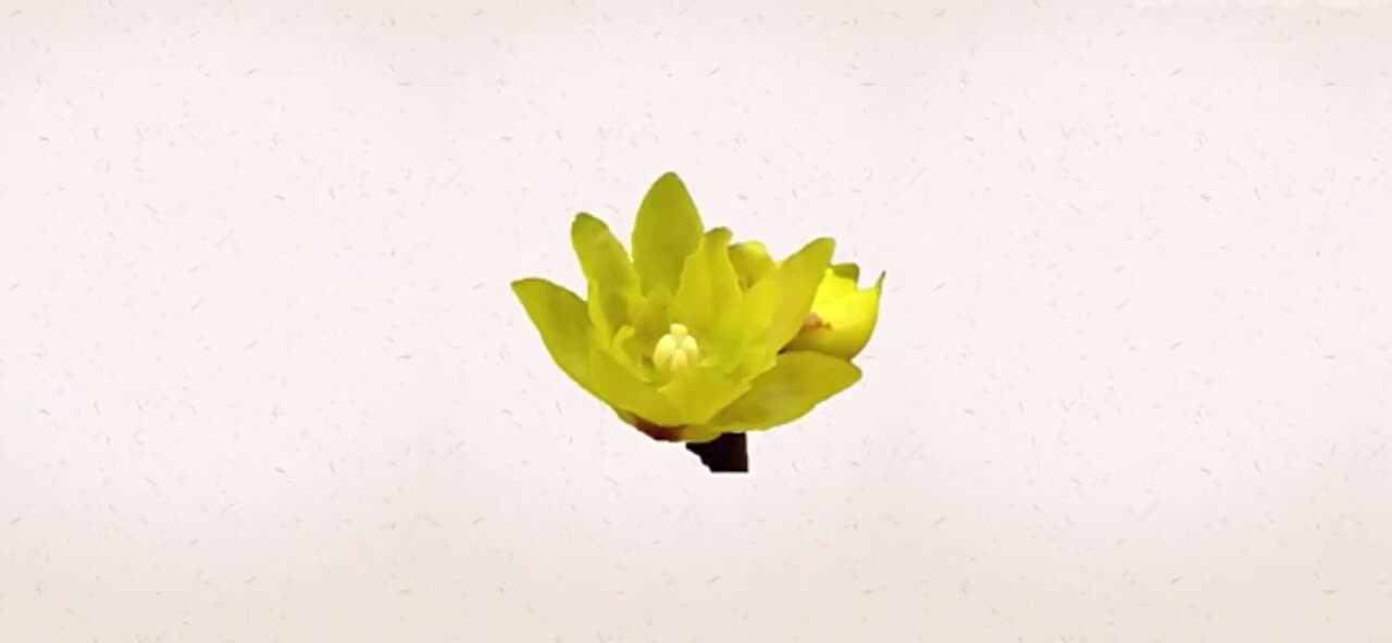 植物知多少-腊梅花