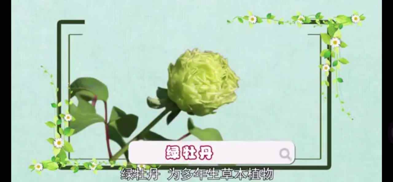 植物知多少-绿牡丹