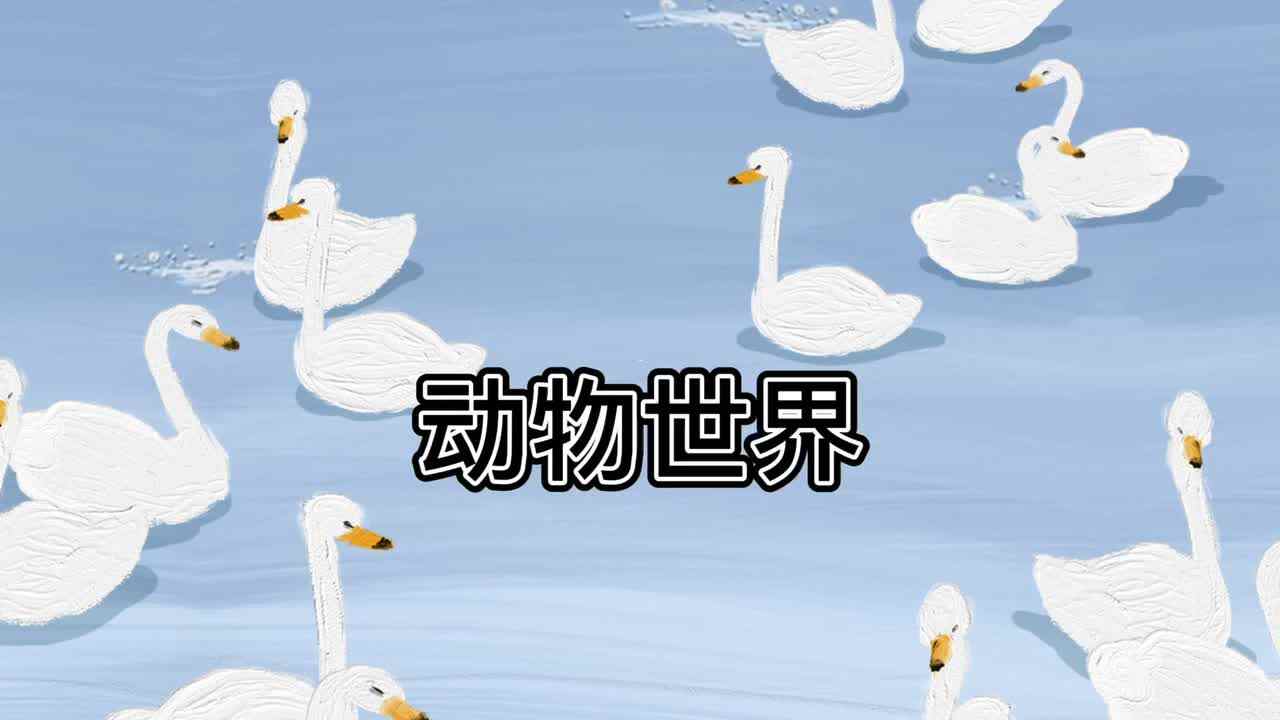动物世界--蝉