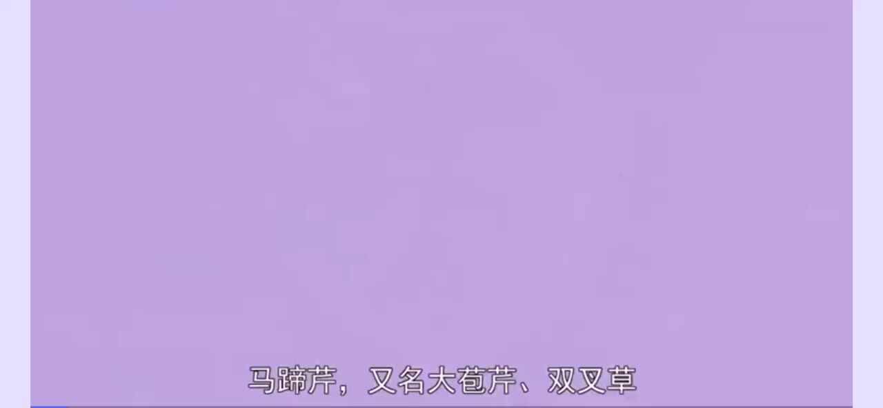 植物知多少-马蹄芹