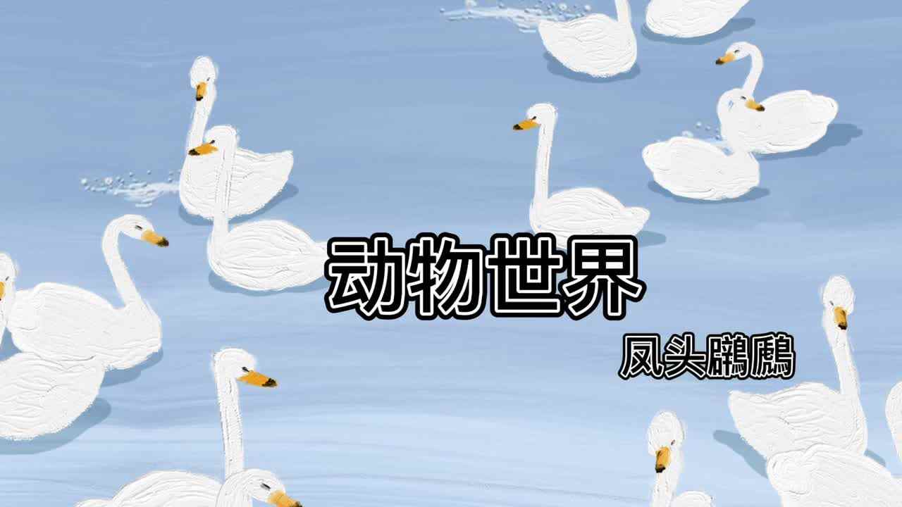 动物世界--凤头鸊鷉