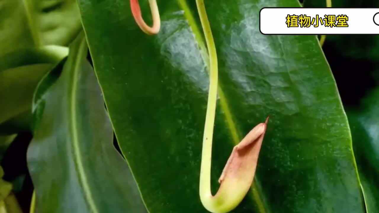 植物知多少-猪笼草