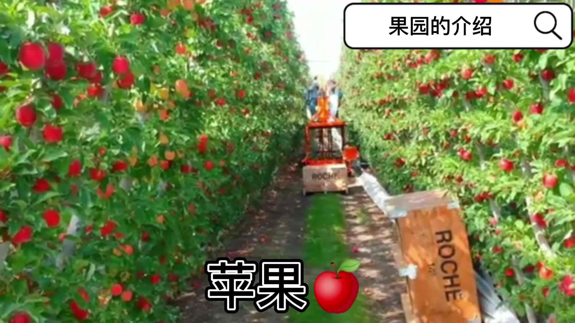 果园