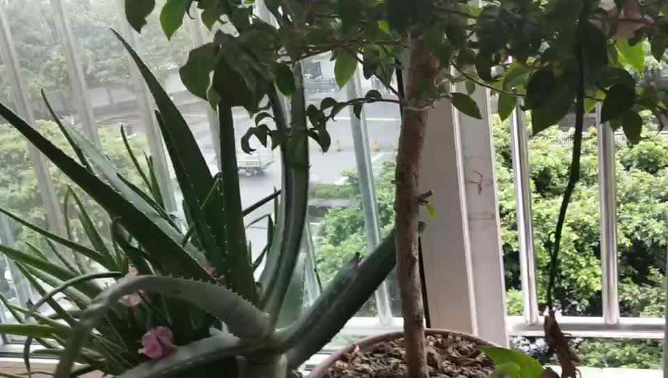 《亲子时光~认识花卉》mp4