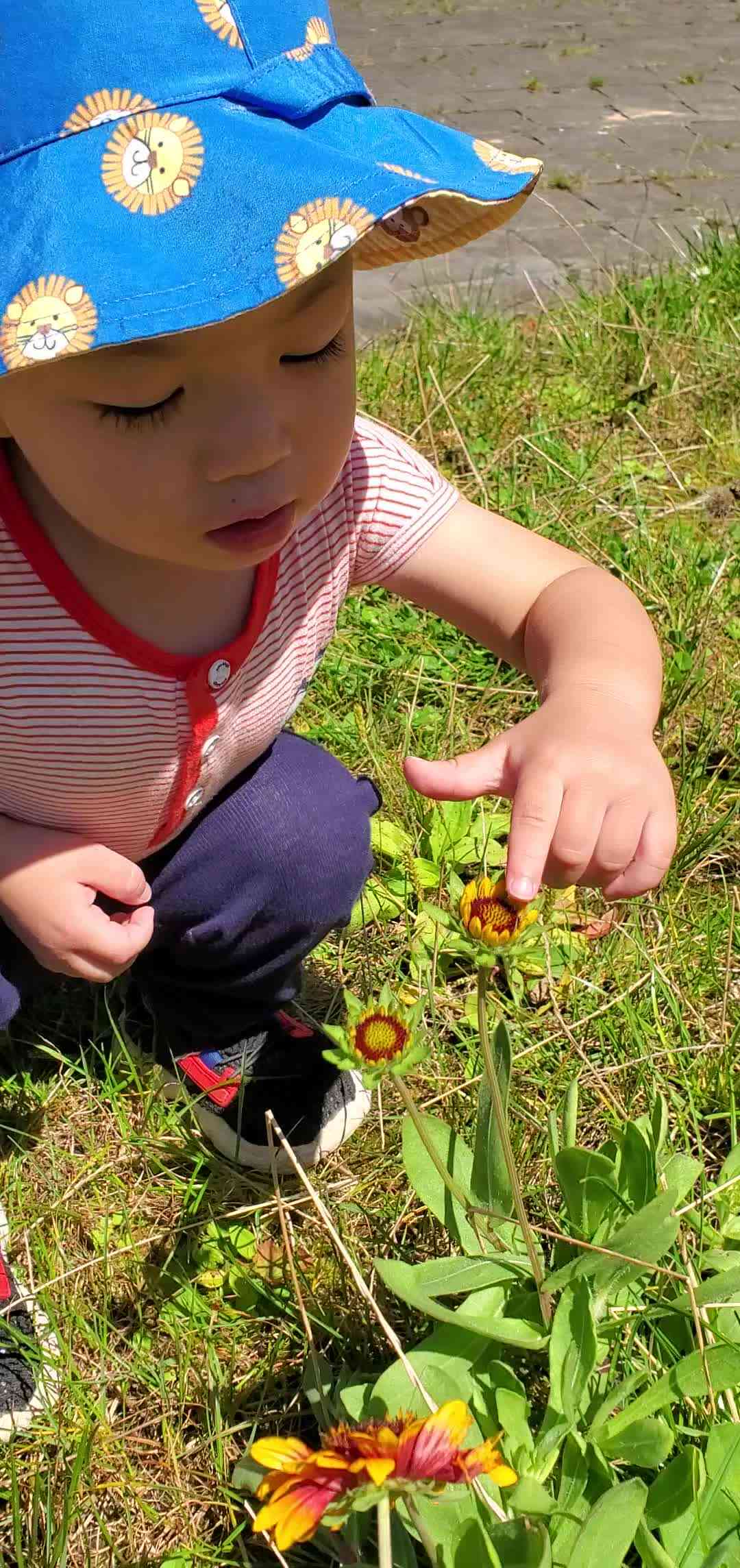 认识树叶的颜色