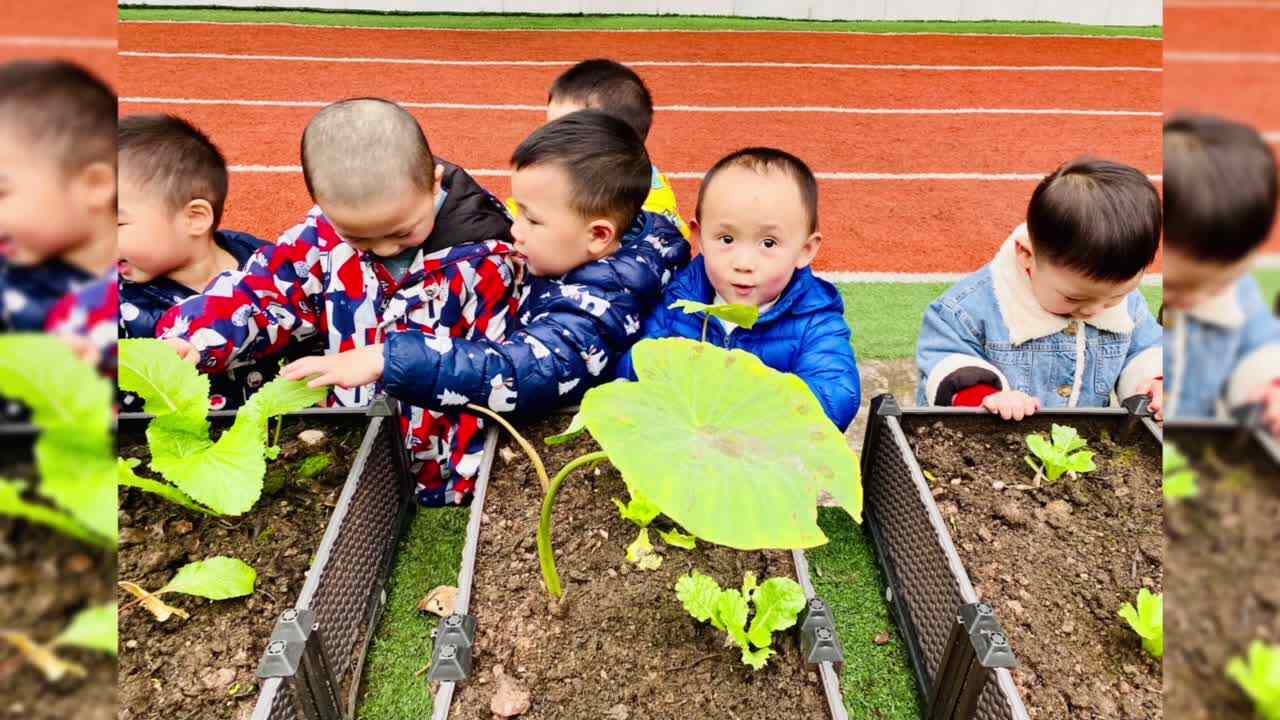 观察植物