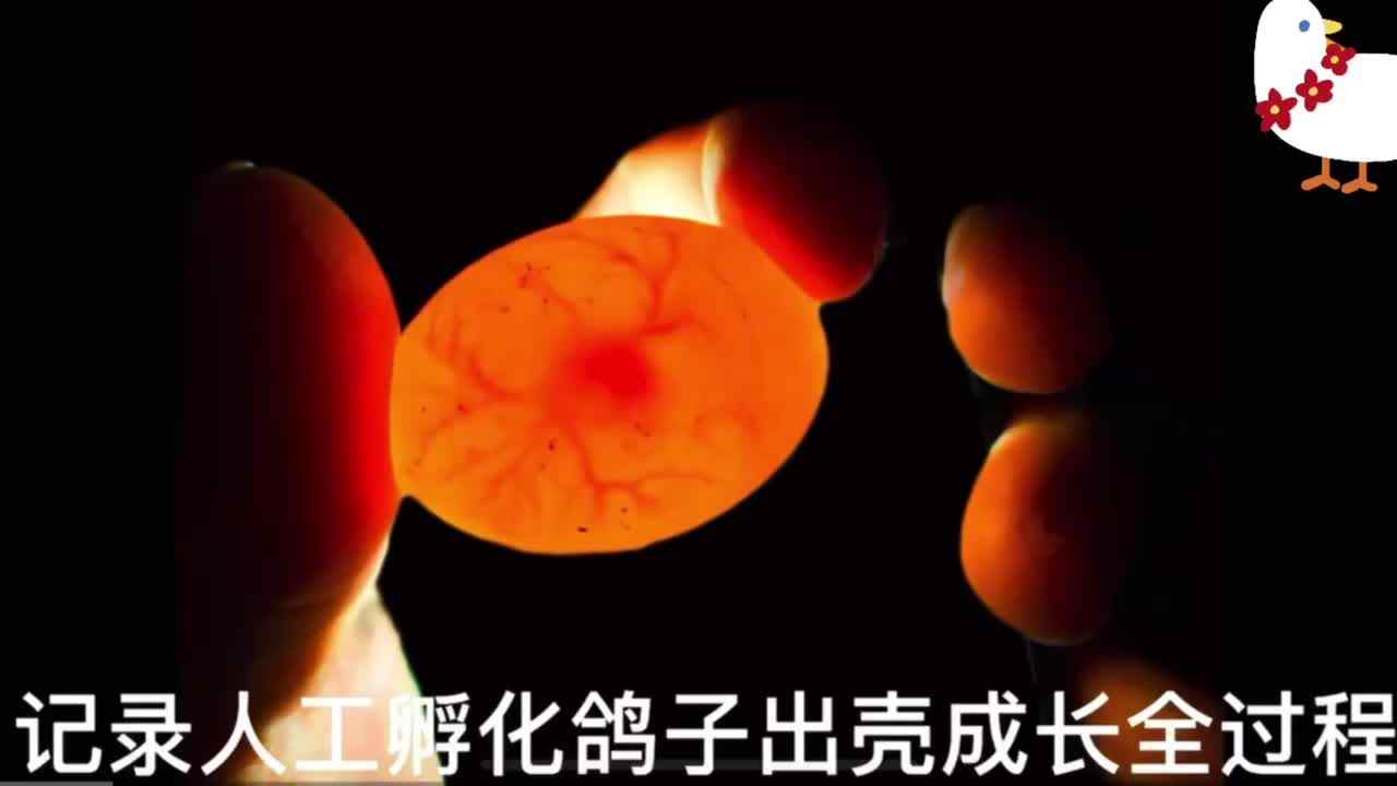 ⁣⁣神秘符号博物馆——研学活动：鸽子的孵化及成长（4岁组）