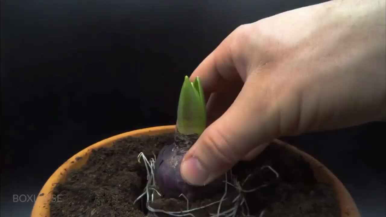 神秘文化符号博物馆——教研活动：探索种植风信子花（4岁组）