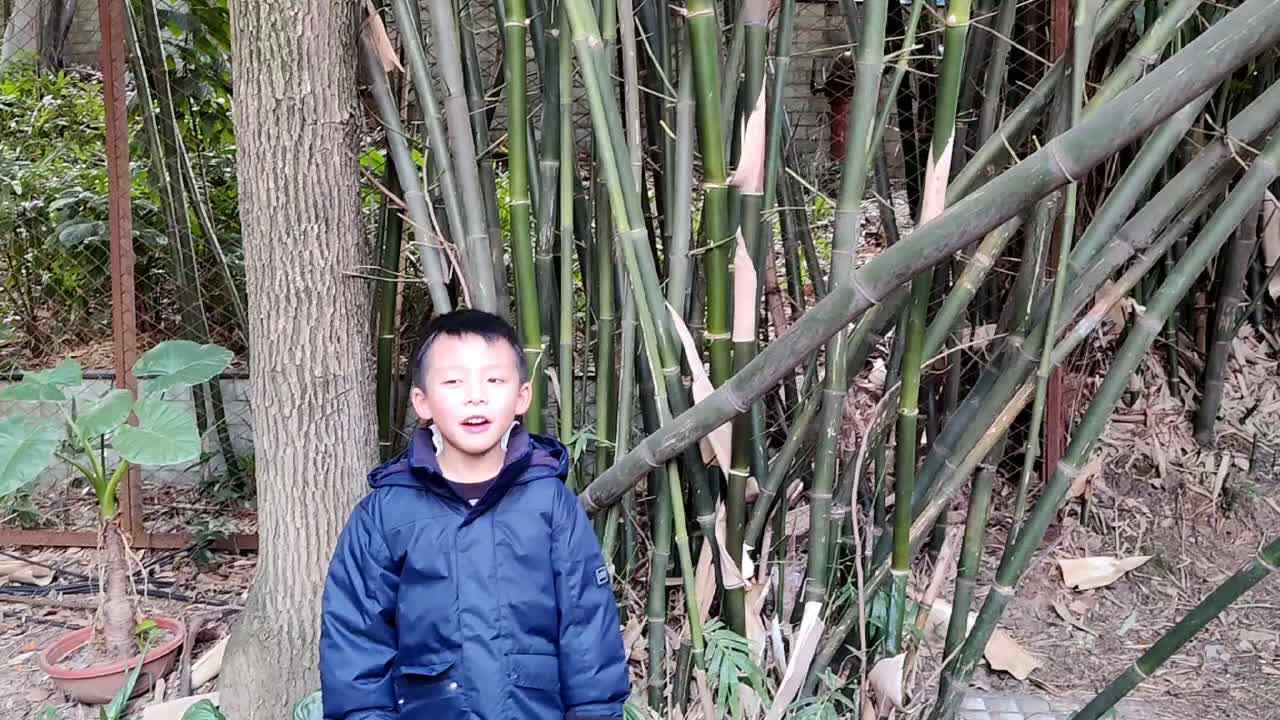 寻找生活中的竹子