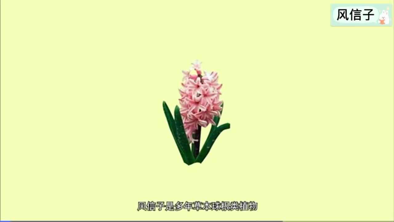 神秘符号博物馆——研学活动：风信子简介（4岁组）