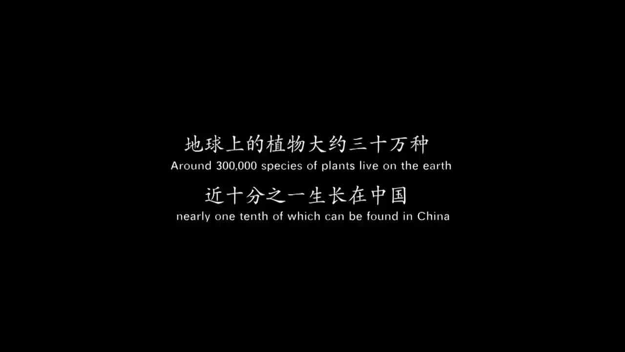 ⁣影响世界的中国植物 竹子 ⁣⁣The Journey of Chinese Plants BAMBOO