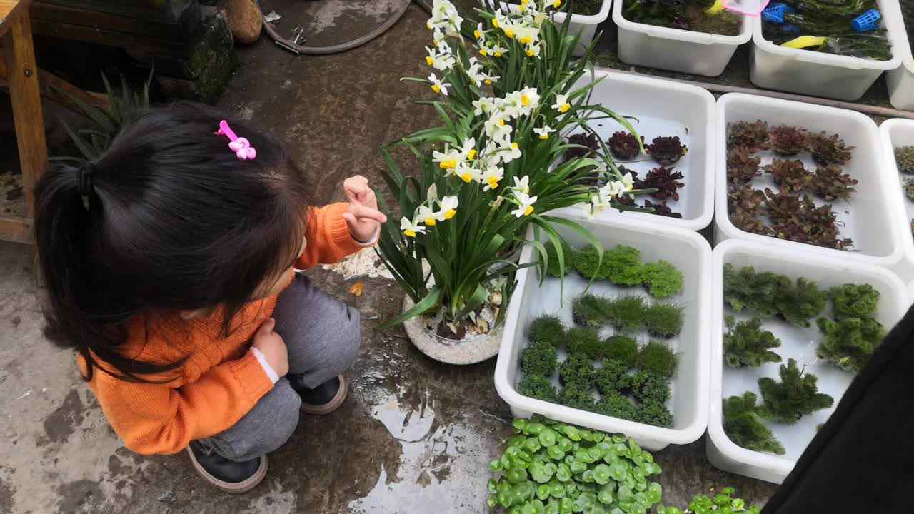 20220306学B班黄诗淇《寻找神秘符号—水仙花》