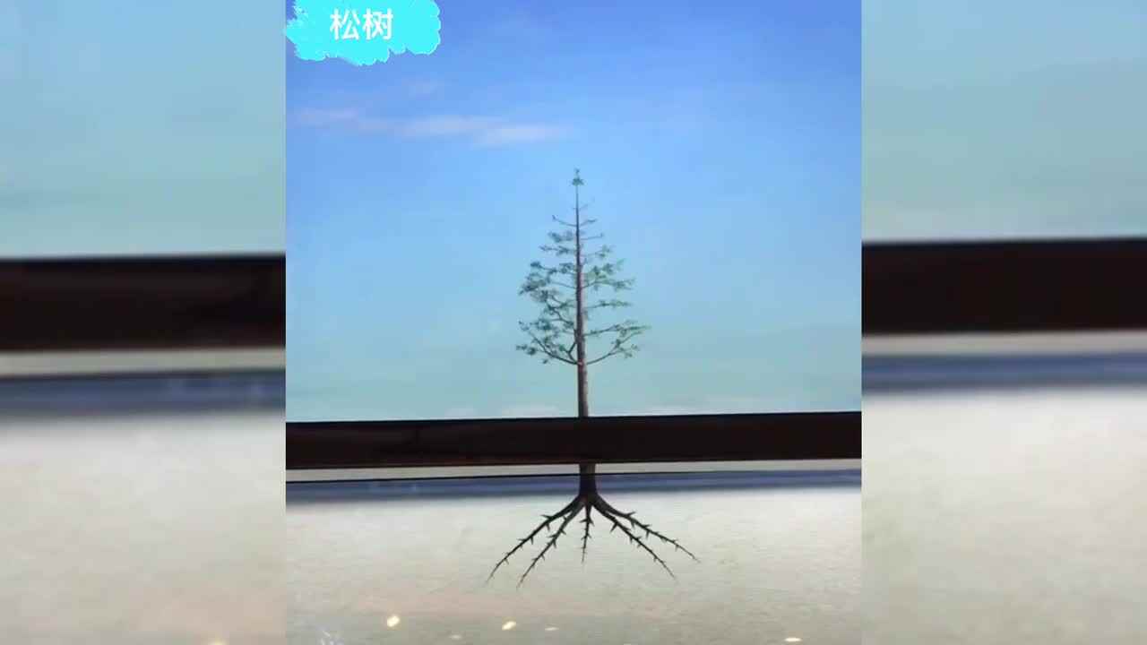 神秘符号博物馆——研学活动：松树生长过程（4岁组）