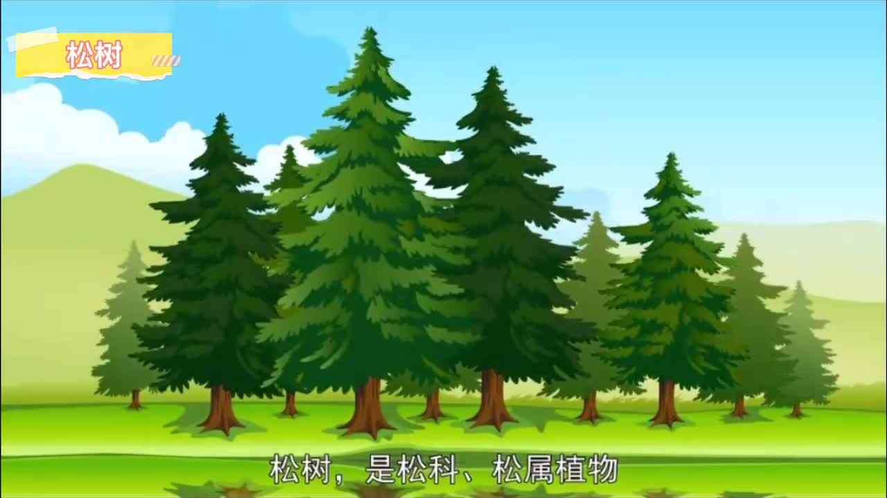 神秘符号博物馆——研学活动：松树简介（4岁组）