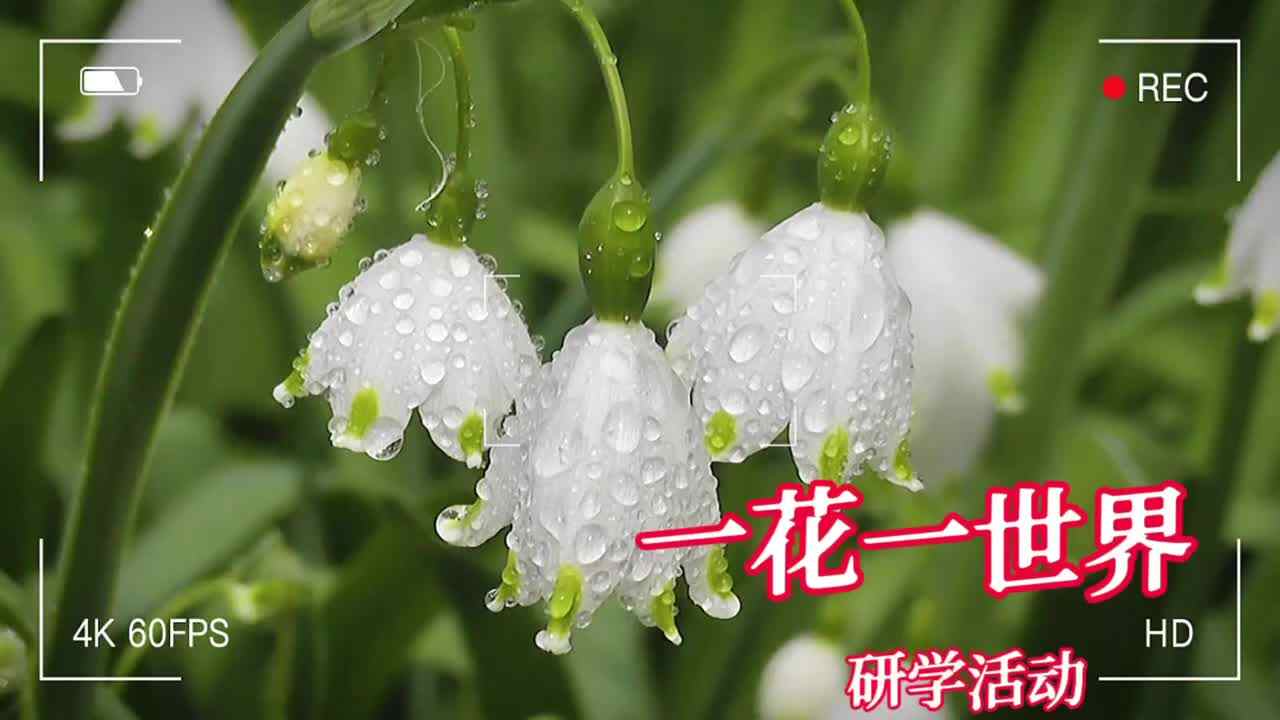 《一花一世界》研学活动