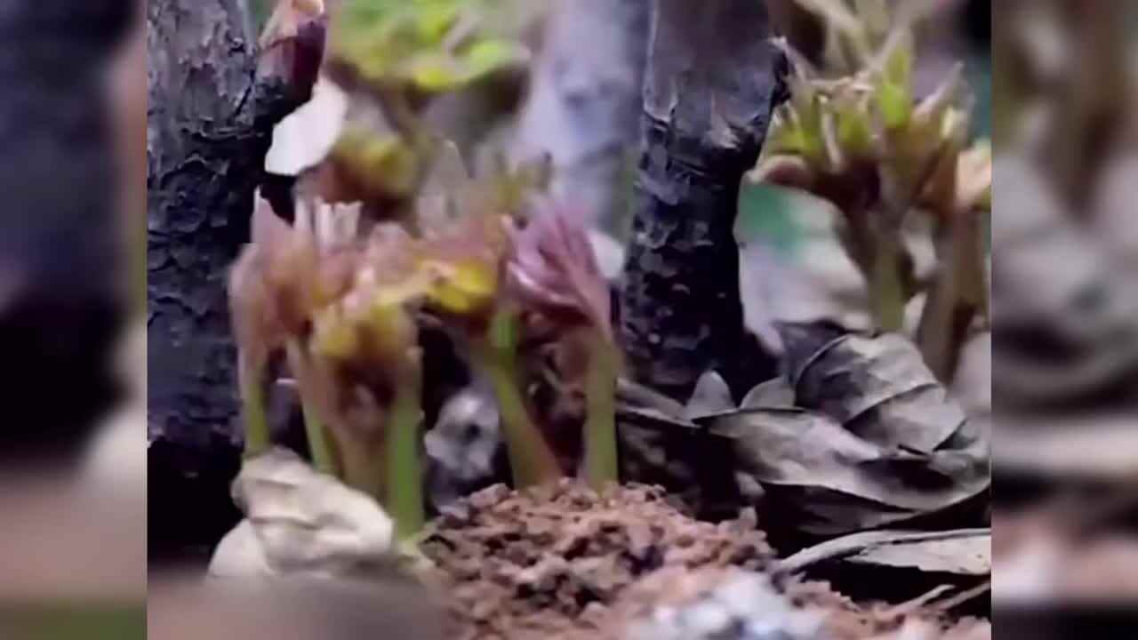 神秘符号博物馆——研学活动：芍药生长过程（4岁组）