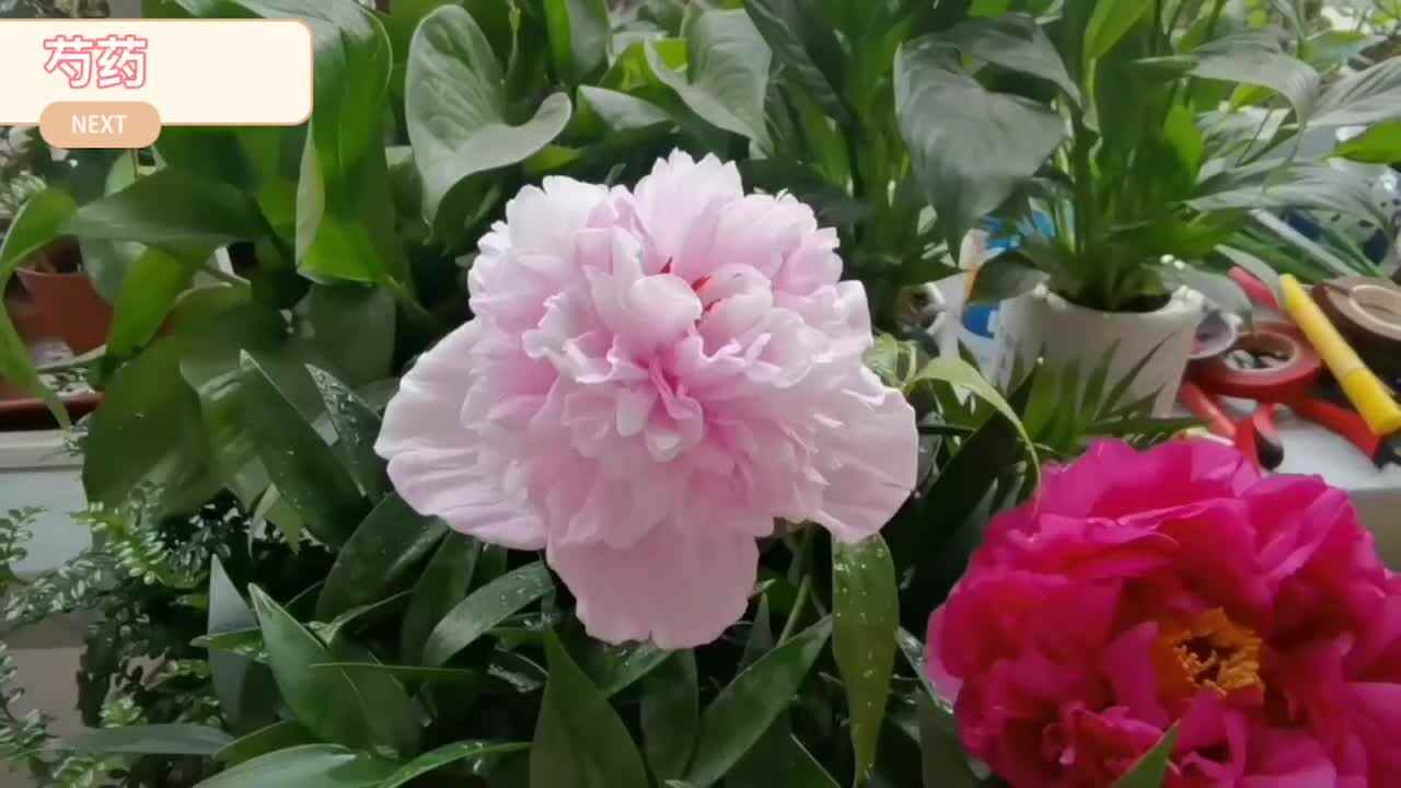 神秘符号博物馆——研学活动：芍药手工（4岁组）