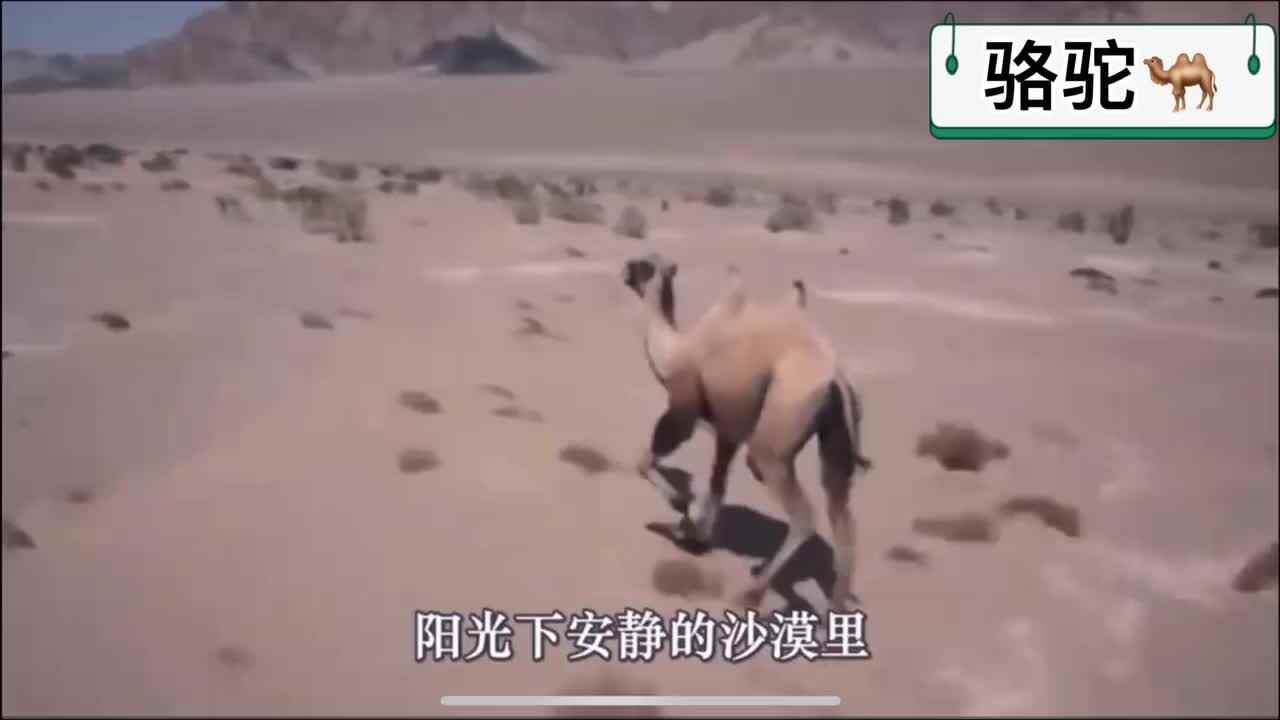 百科知识《骆驼》