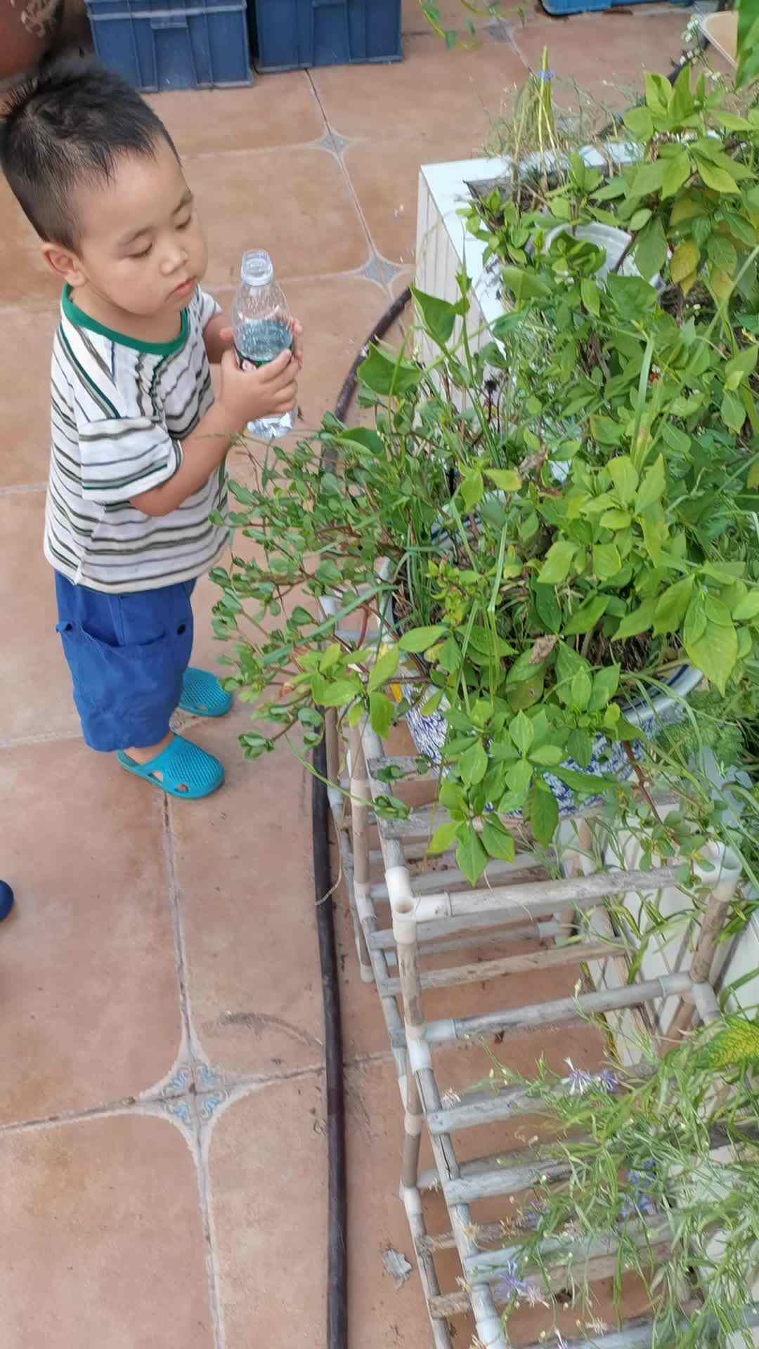 ⁣⁣2022.7.4小A班闯关练习《给植物浇水》