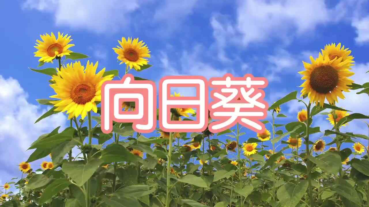 向日葵