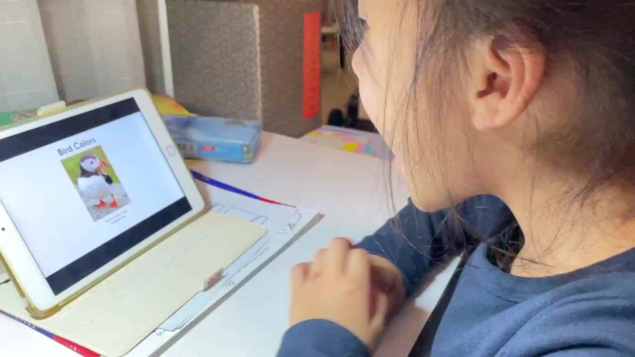 11.10屠钰婷观看英文绘本《bird colors》.MOV