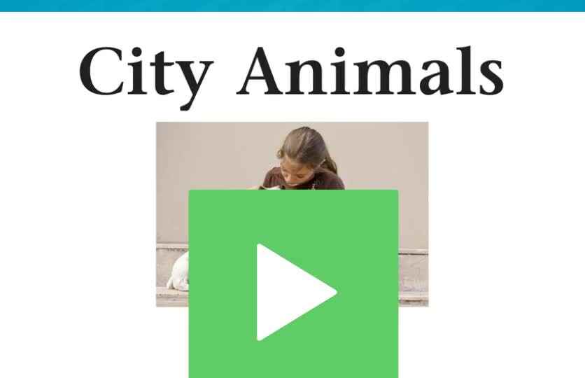 E-16City Animals.mp4
