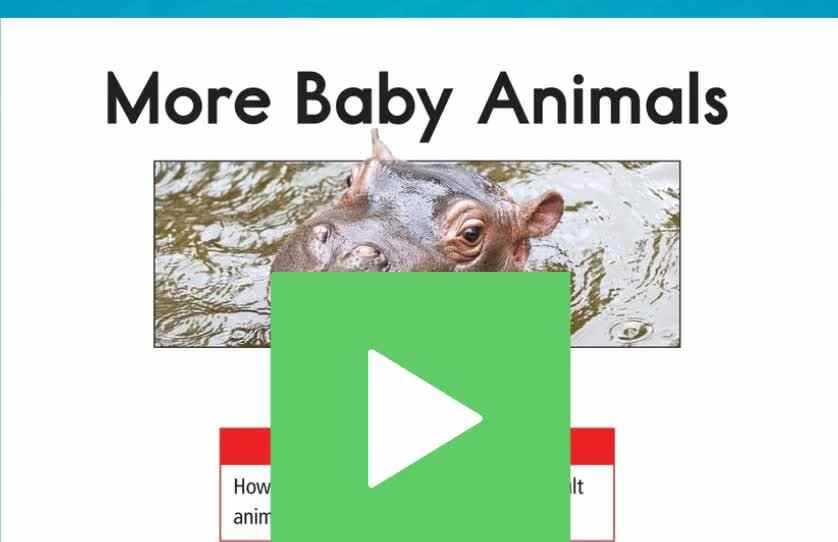 C-02 More Baby Animals.mp4