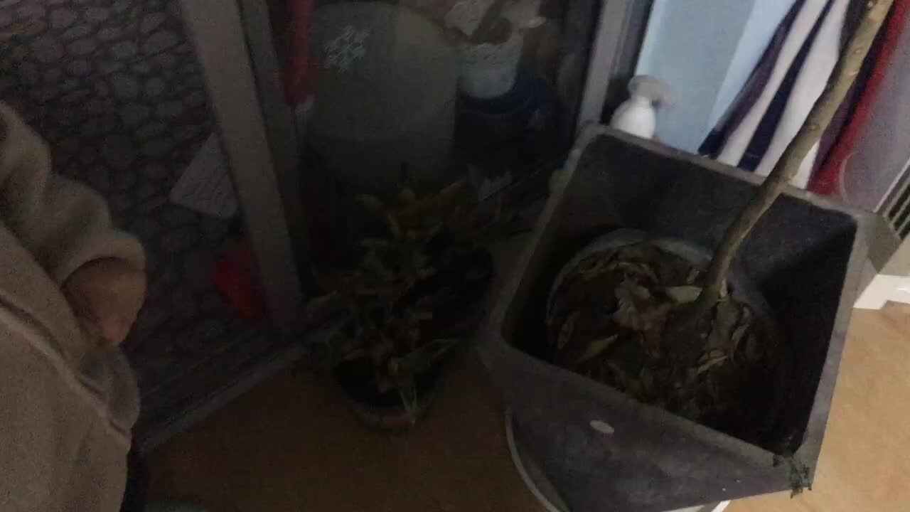 20221214中A班郭睿珩-实验会跑的树叶.mp4