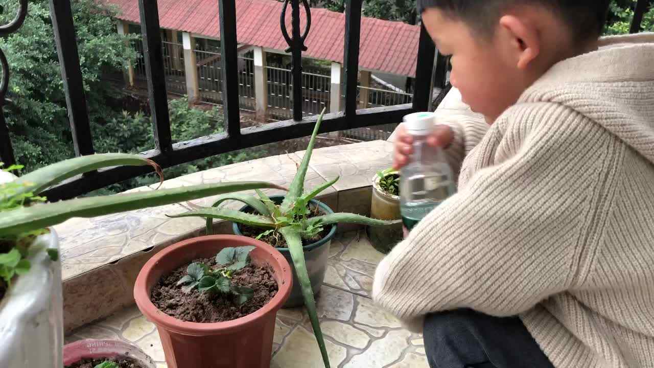 给植物浇水