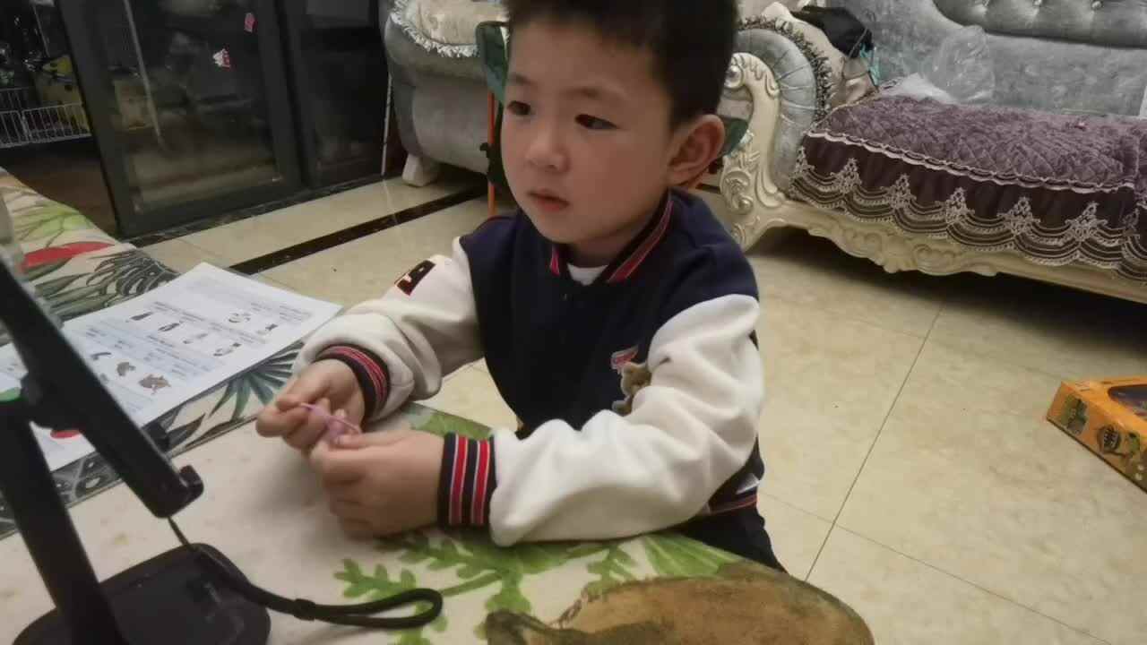 鲨鱼英语闯关游戏