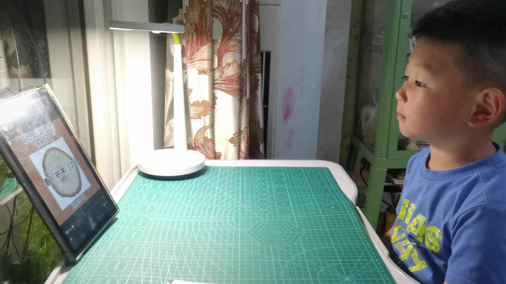 看视频《树木的年龄》.mp4