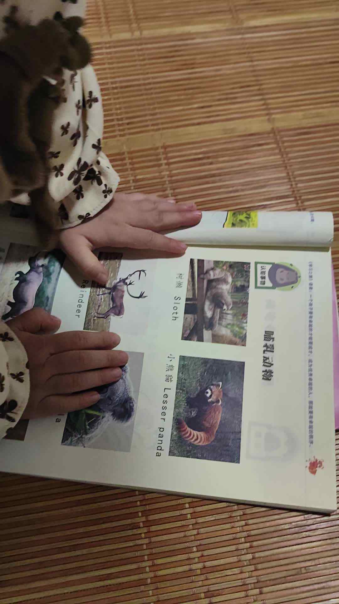 中B班徐子伊认识哺乳动物