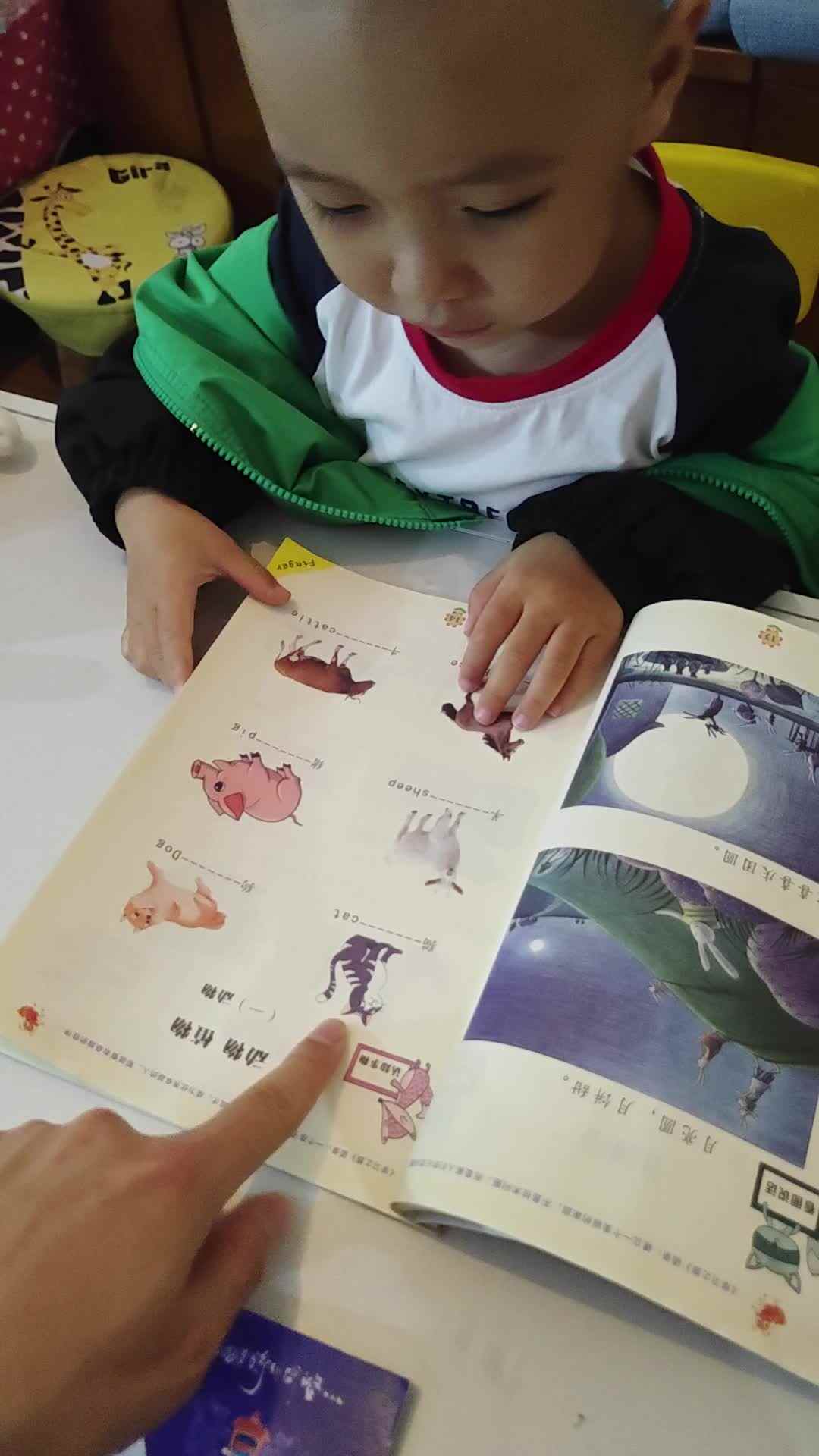 2024.10.27 《动物  植物》