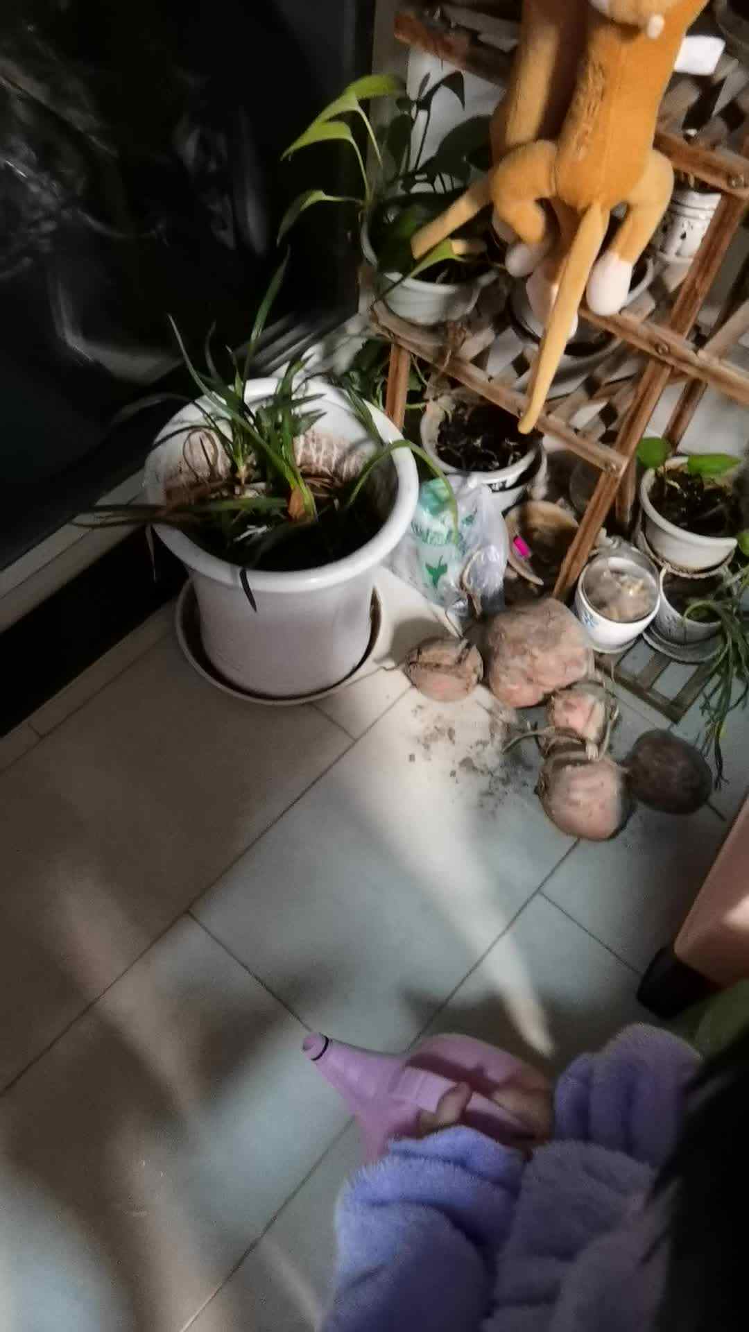 给植物浇水哦