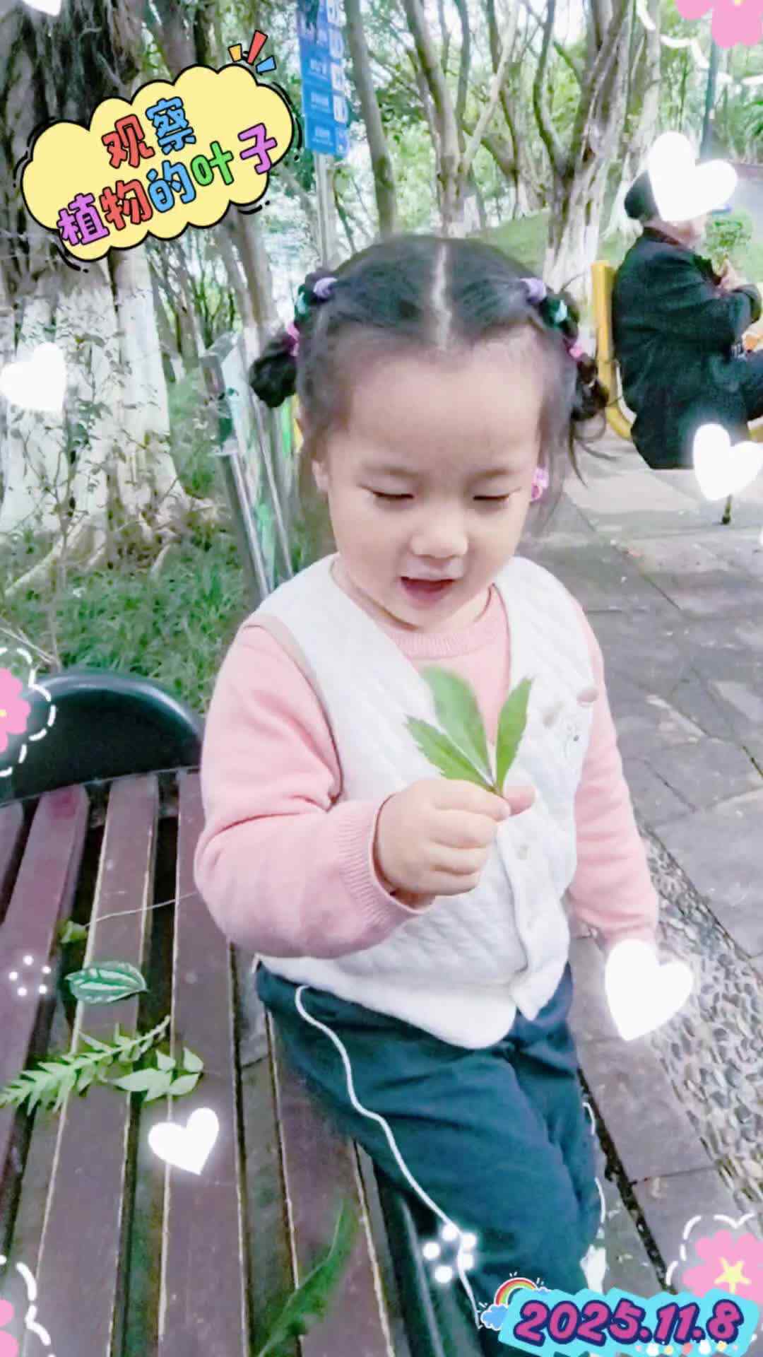 观察《植物的叶子》