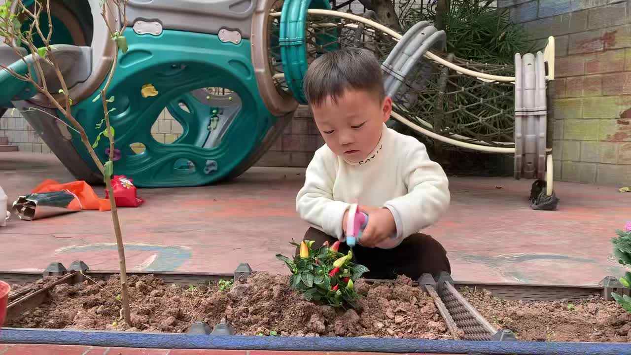 2026 3 12 刘佳锐《植树节》活动