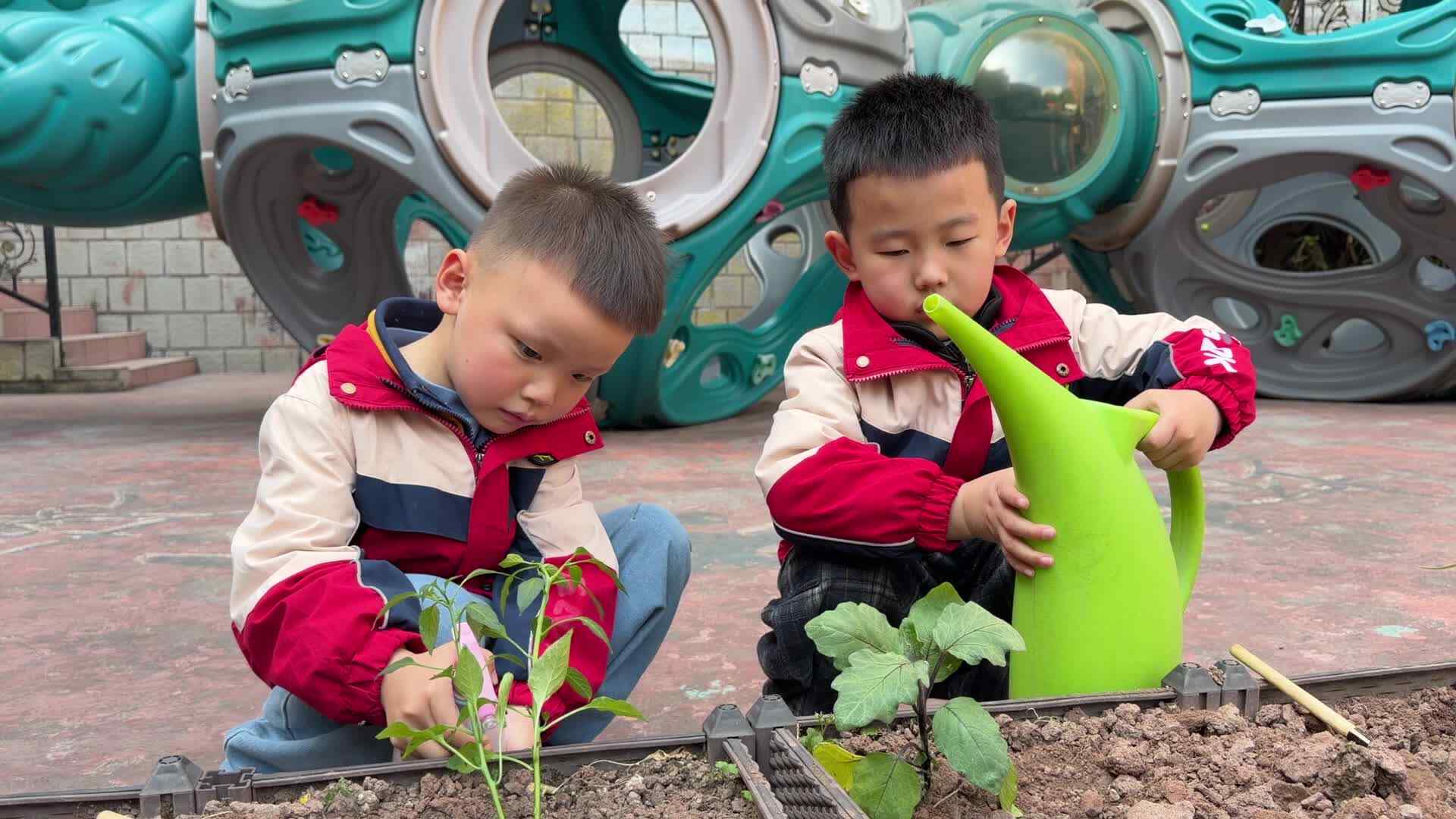 2026.3.11实验大班吴羡、郑铭瑞——种植菜苗