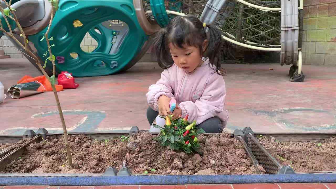 2026.3.12谭婼兮《植树节》