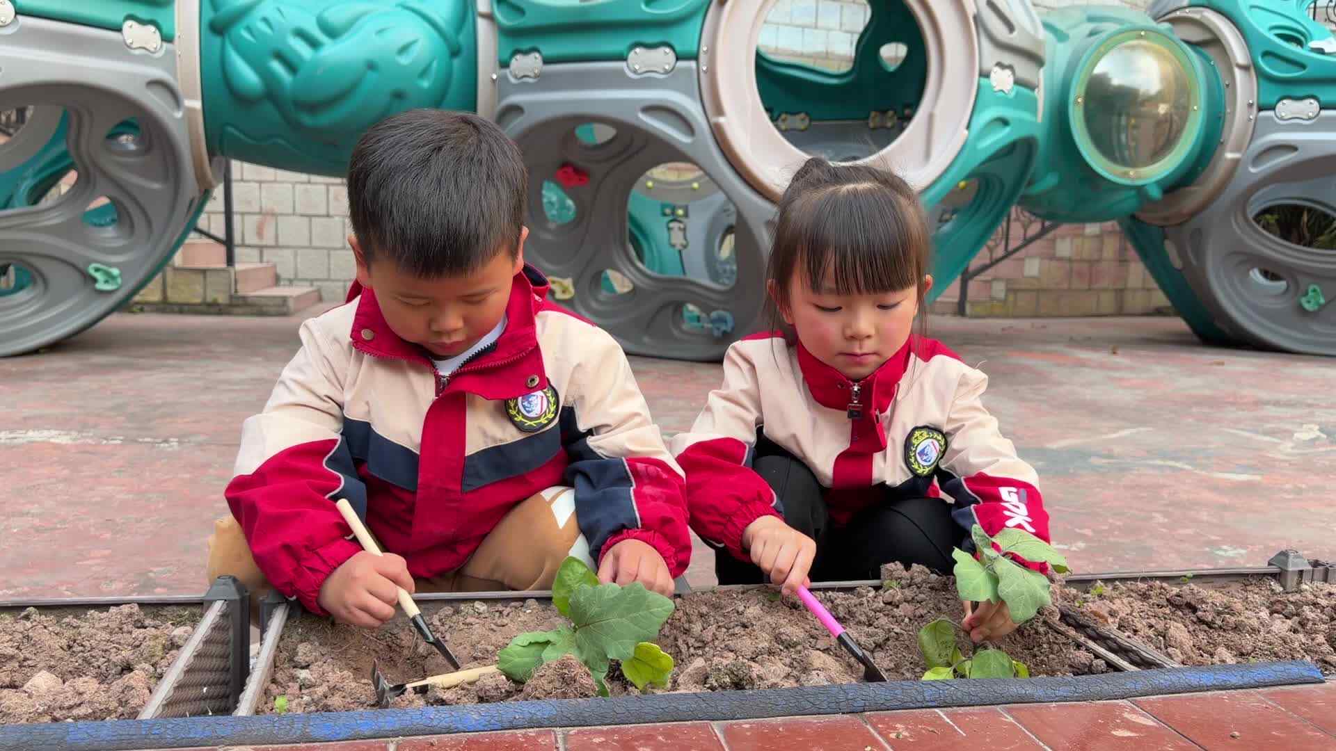 2026.3.11实验大班付康岐、马司雨——种植菜苗