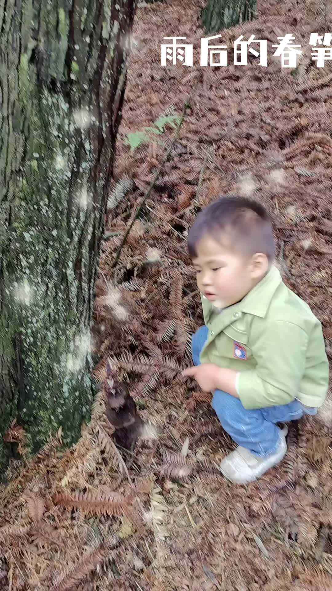 2026.4.12岸岸：春天的故事《雨后春筝》