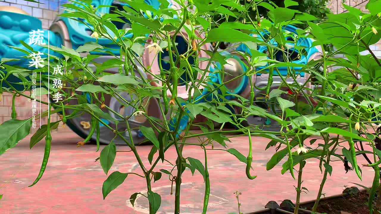 观察植物